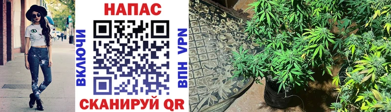 Конопля гибрид  магазин    Балей 